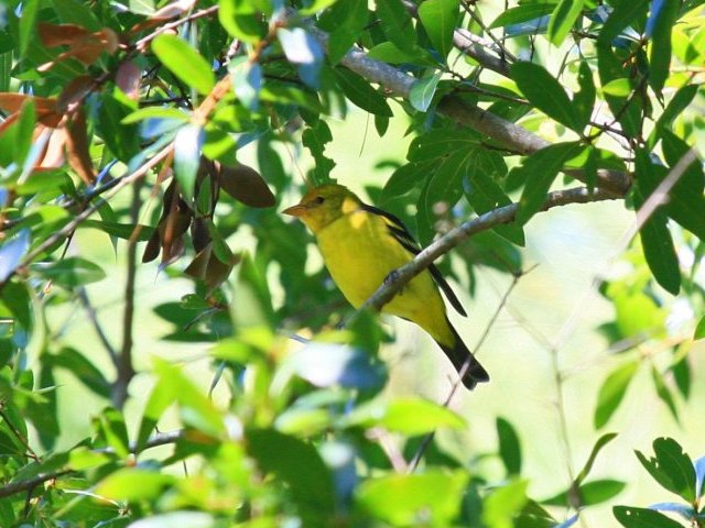 Western Tanager Western Tanager