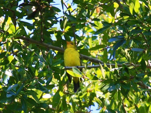 Western Tanager Western Tanager
