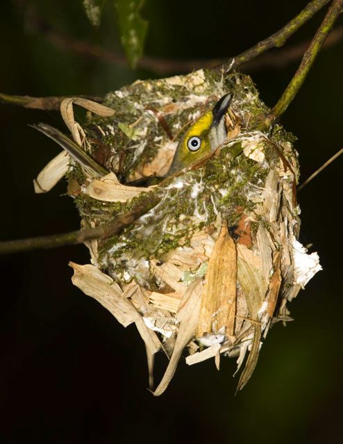 White-eyed Vireo