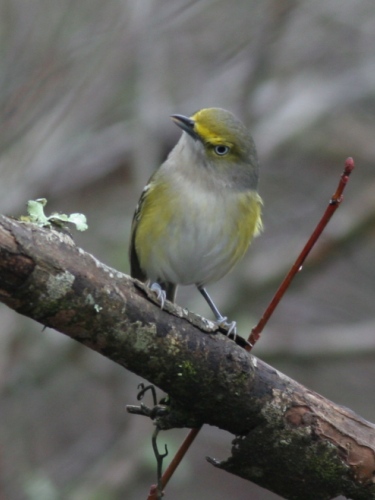 White-eyed Vireo