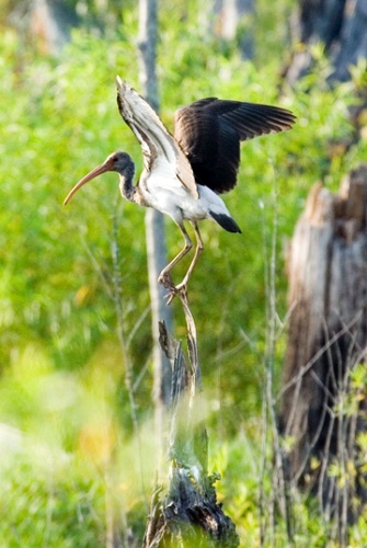 White Ibis