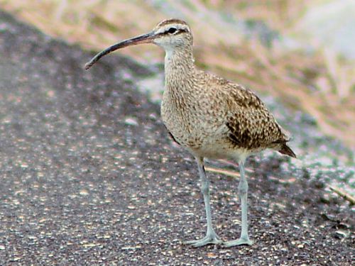 Whimbrel