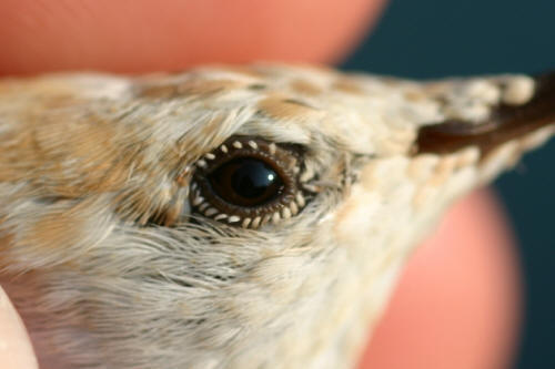 The eye is a medium brown