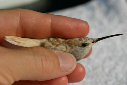 The plumage was mostly white with a tan wash