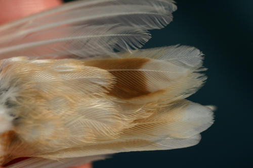 Under side of the tail