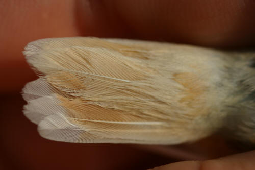 Upper side of the tail