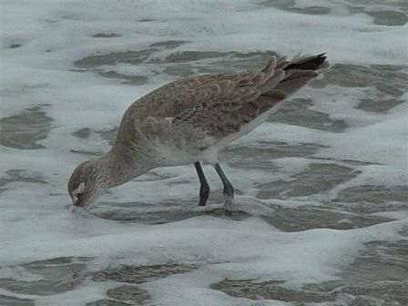 Willet