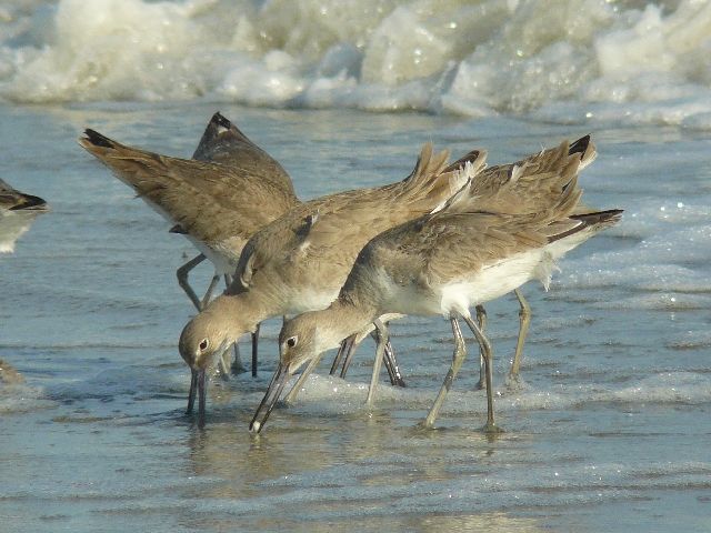 Willet
