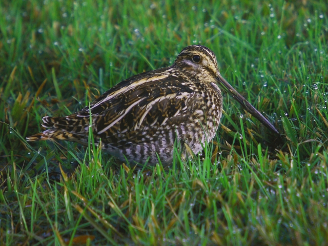 Wilson's Snipe