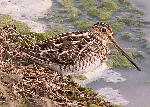 Wilson's Snipe