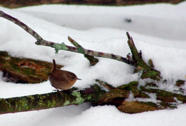 Winter Wren