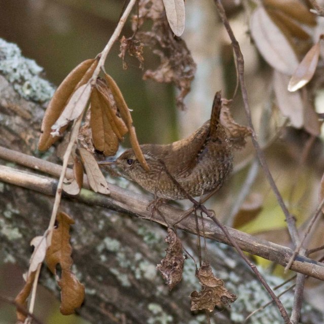 Winter Wren