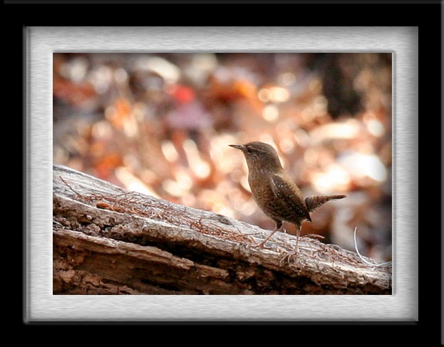 Winter Wren