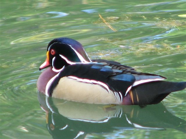 Wood Duck