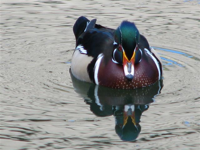 Wood Duck