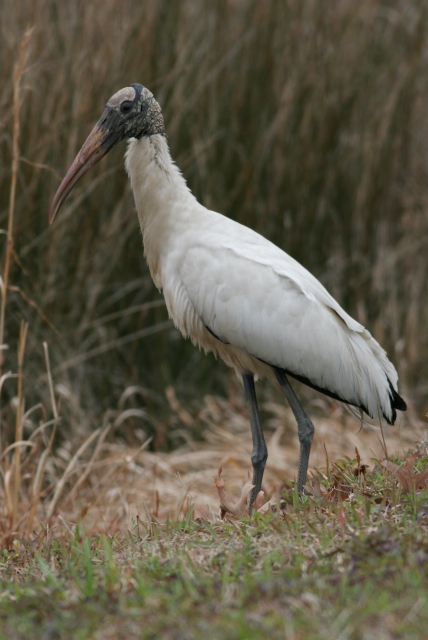 Wood Stork