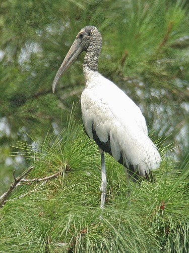 Wood Stork