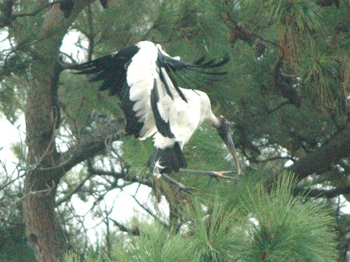Wood Storks