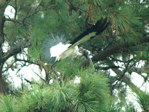 Wood Storks