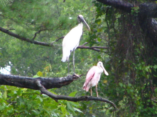 Wood Stork and Roseate Spoonbill