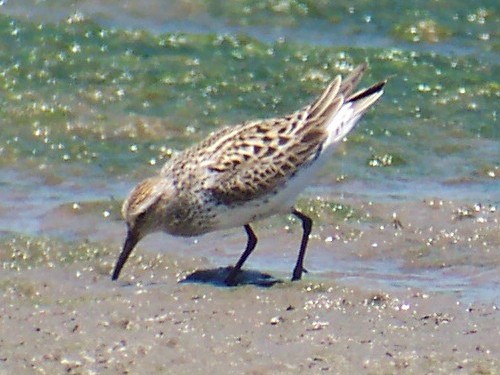 White-rumped Sandpiper