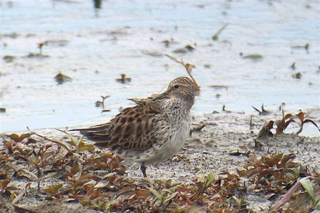 White-rumped Sandpiper