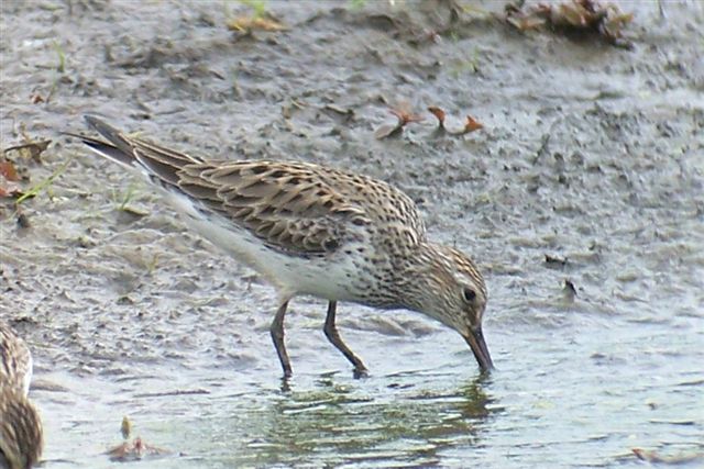 White-rumped Sandpiper
