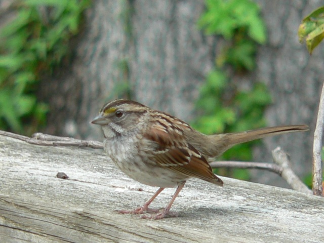 White-throated Sparrow
