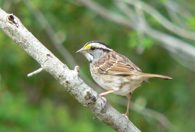 White-throated Sparrow