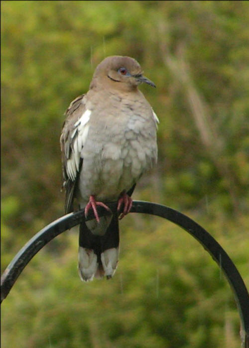 White-winged Dove