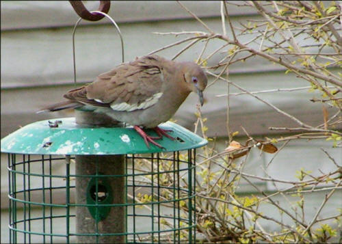 White-winged Dove