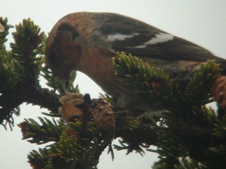 White-winged Crossbills
