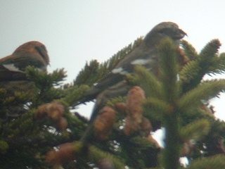 White-winged Crossbills