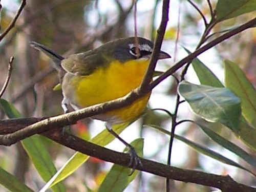 Yellow-breasted Chat