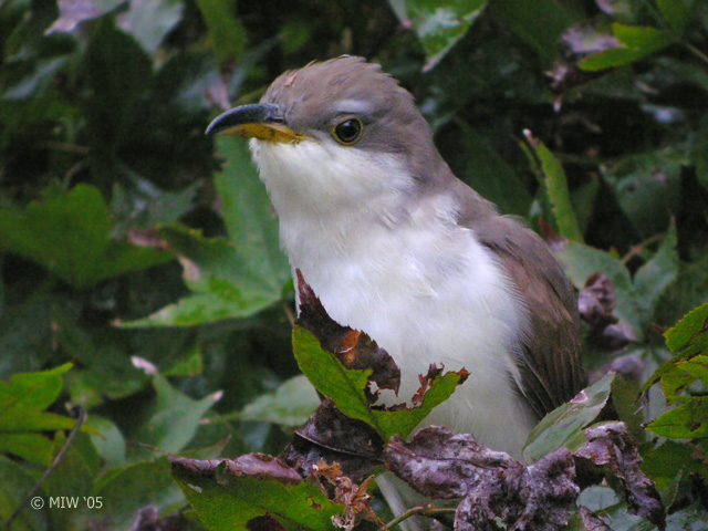 Yellow-billed Cuckoo
