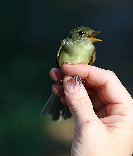 Yellow-bellied Flycatcher