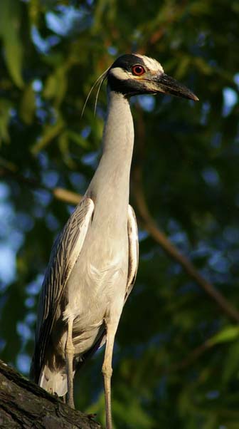 Yellow-crowned Night-Heron
