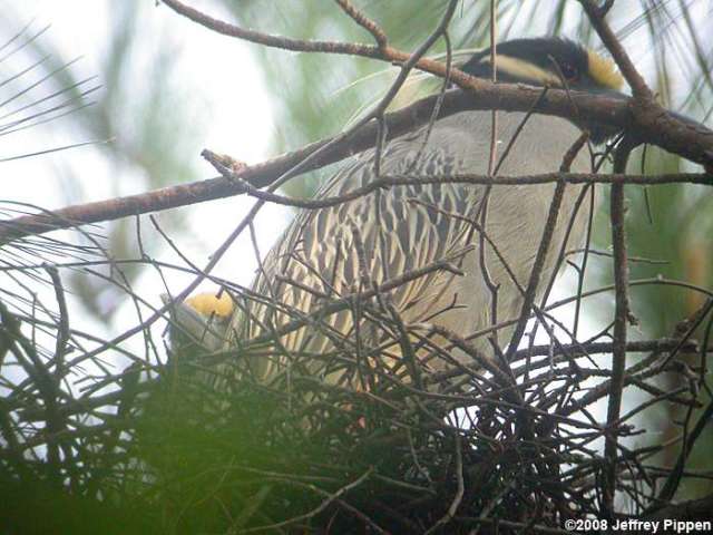 Yellow-crowned Night-Heron