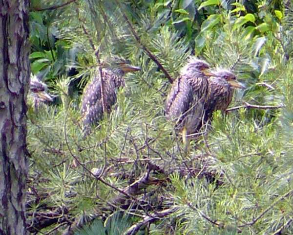 Yellow-crowned Night-Heron