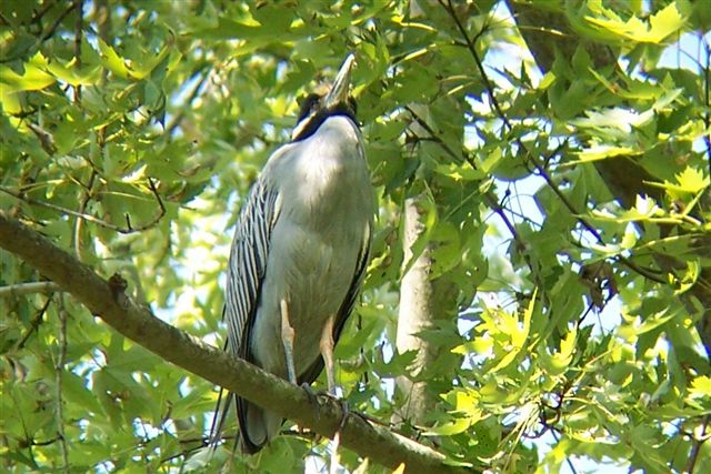 Yellow-crowned Night-Heron Yellow-crowned Night-Heron