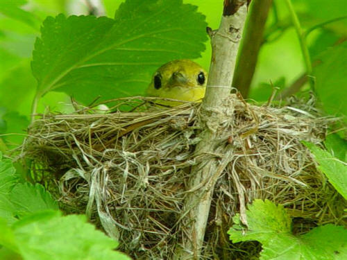 Yellow Warbler