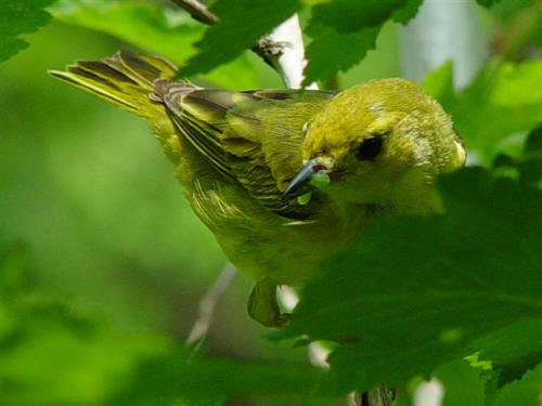 Yellow Warbler