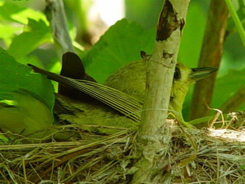 Yellow Warbler