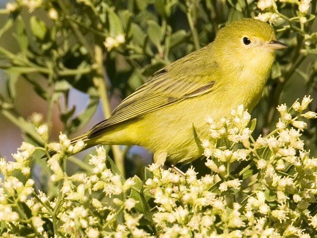 Yellow Warbler