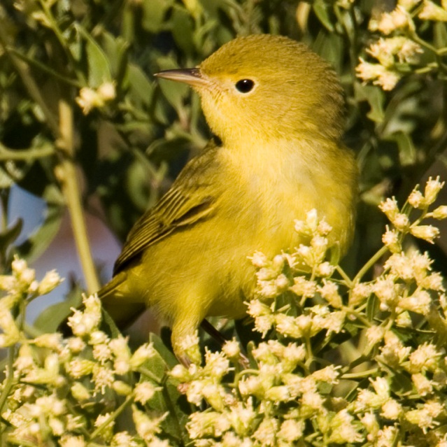 Yellow Warbler