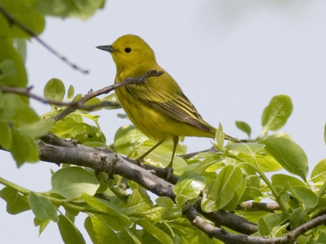Yellow Warbler