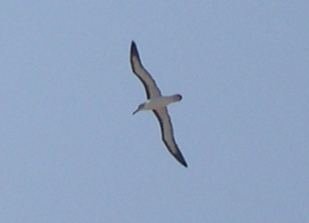 Yellow-nosed Albatross, Cape Point, North Carolina