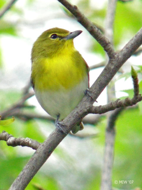 Yellow-throated Vireo