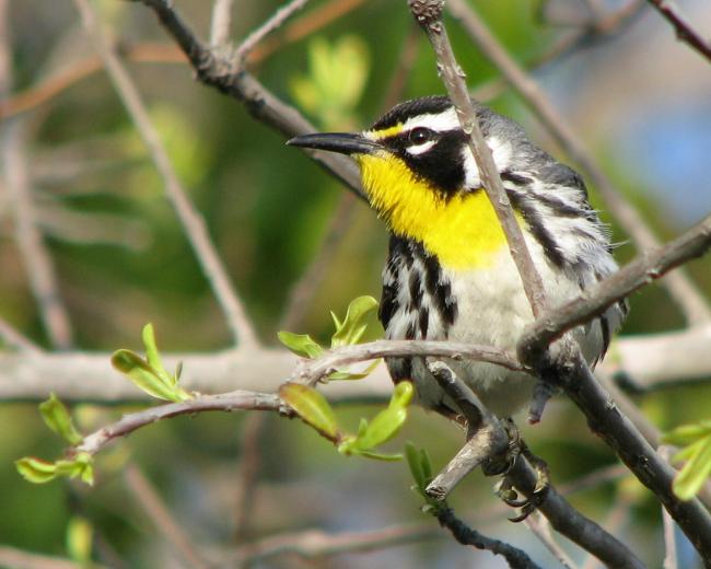 Yellow-throated Warbler