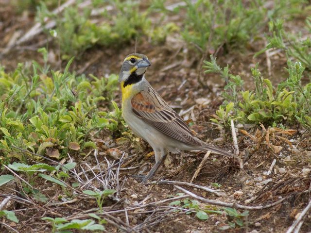 Dickcissel